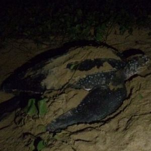 Tortue Luth ©Valérie STIGER