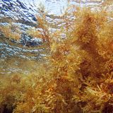 Vue sous les Sargasses