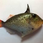 Baliste juvénile à queue rouge