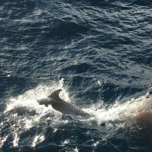 Des dauphins devancent l'Antéa !