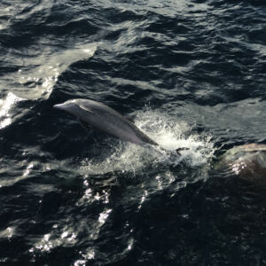 Encore un dauphin !
