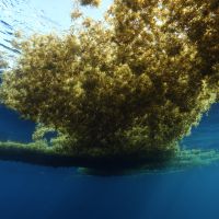 Un nouveau radeau de Sagrasses