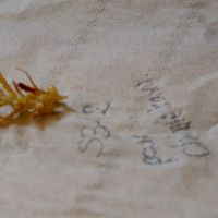 Pour commencer les brins sont séchés et identifiés sur papier absorbant.