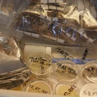 Selon la nature des échantillons et leur devenir analytique les échantillons sont conditionnés dans des contenant adéquats.