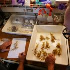 Identification des Sargasses