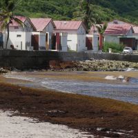 Les habitations face au port de Capesterre