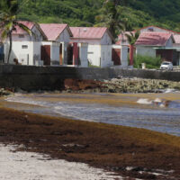 Les habitations face au port de Capesterre