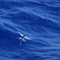 Poisson volant