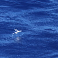 Poisson volant