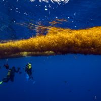 Travail sous les Sargasses