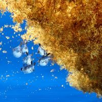 Poisson porc-épic sous les radeaux