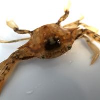 Crabe endémique