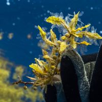 Hydraires fixées sur les sargasses